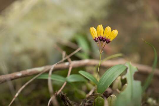 Image de Bulbophyllum retusiusculum Rchb. fil.