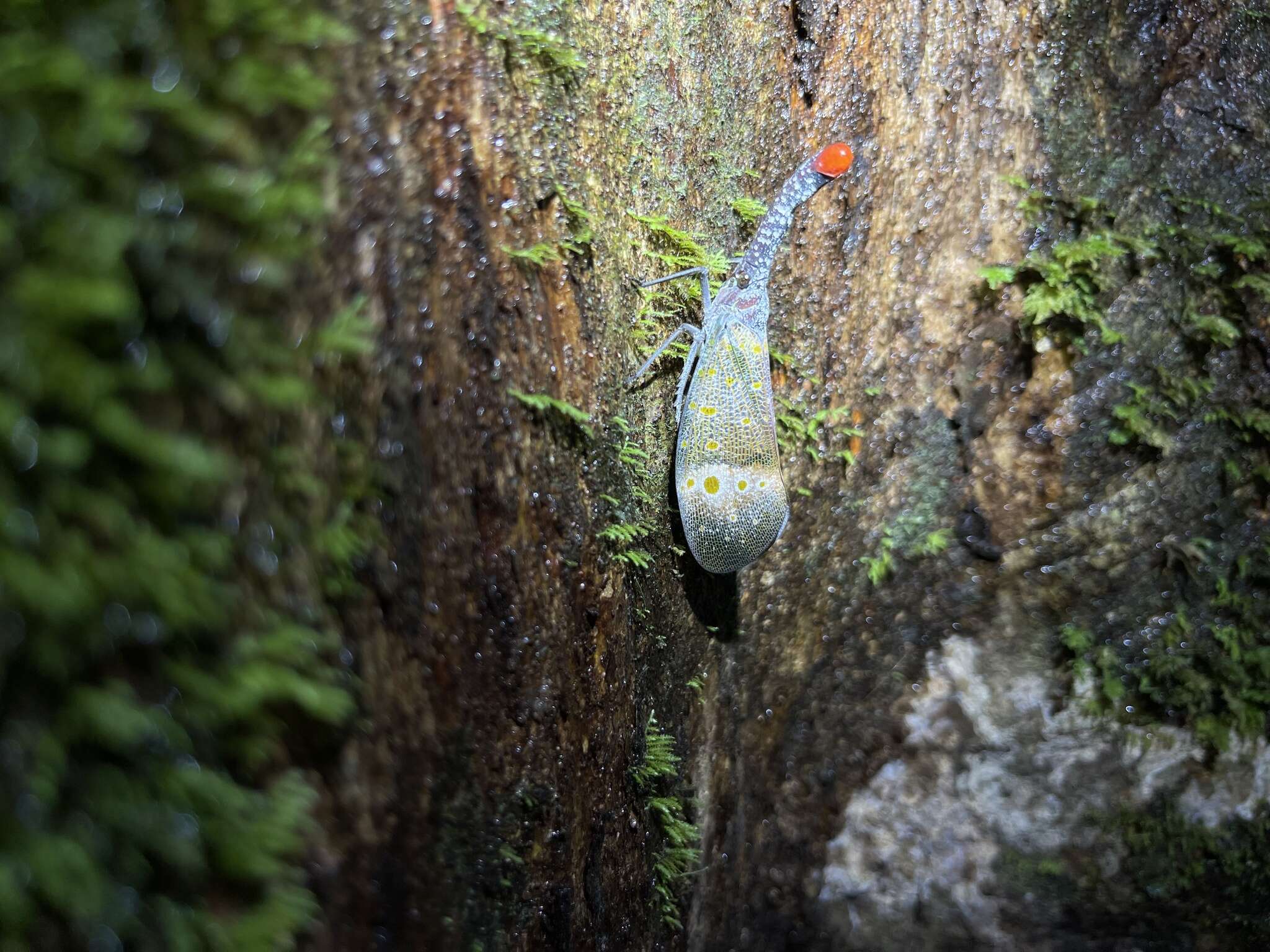 Pyrops pyrorhynchus (Donovan 1800) resmi