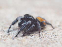 Image of Phidippus princeps (Peckham & Peckham 1883)