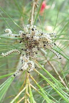 Image of White Pine Sawfly