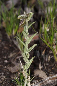 Image of Pouched greenhood