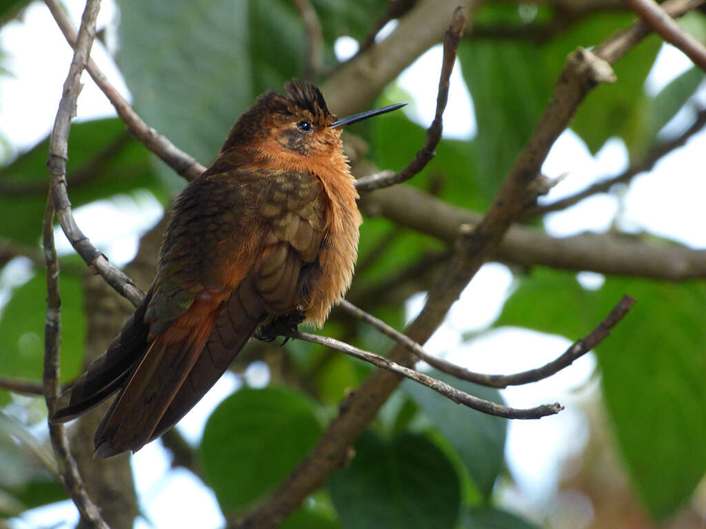 Plancia ëd Aglaeactis cupripennis (Bourcier 1843)