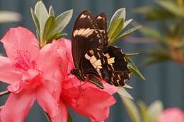 Imagem de Papilio amynthor Boisduval 1859