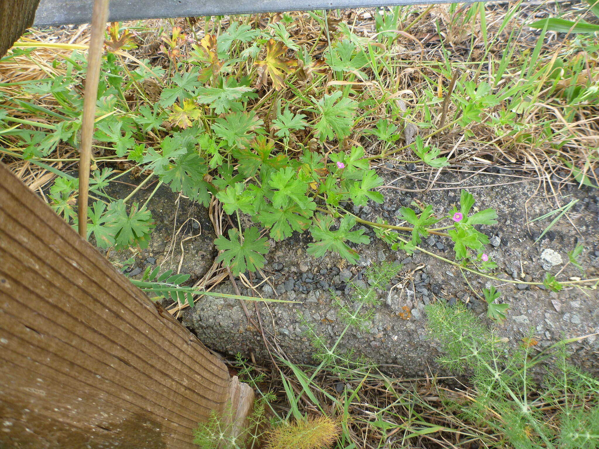 Image of Alderney Crane's-bill