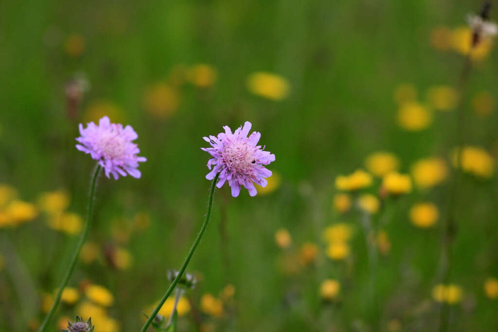 Слика од Knautia arvensis (L.) Coulter