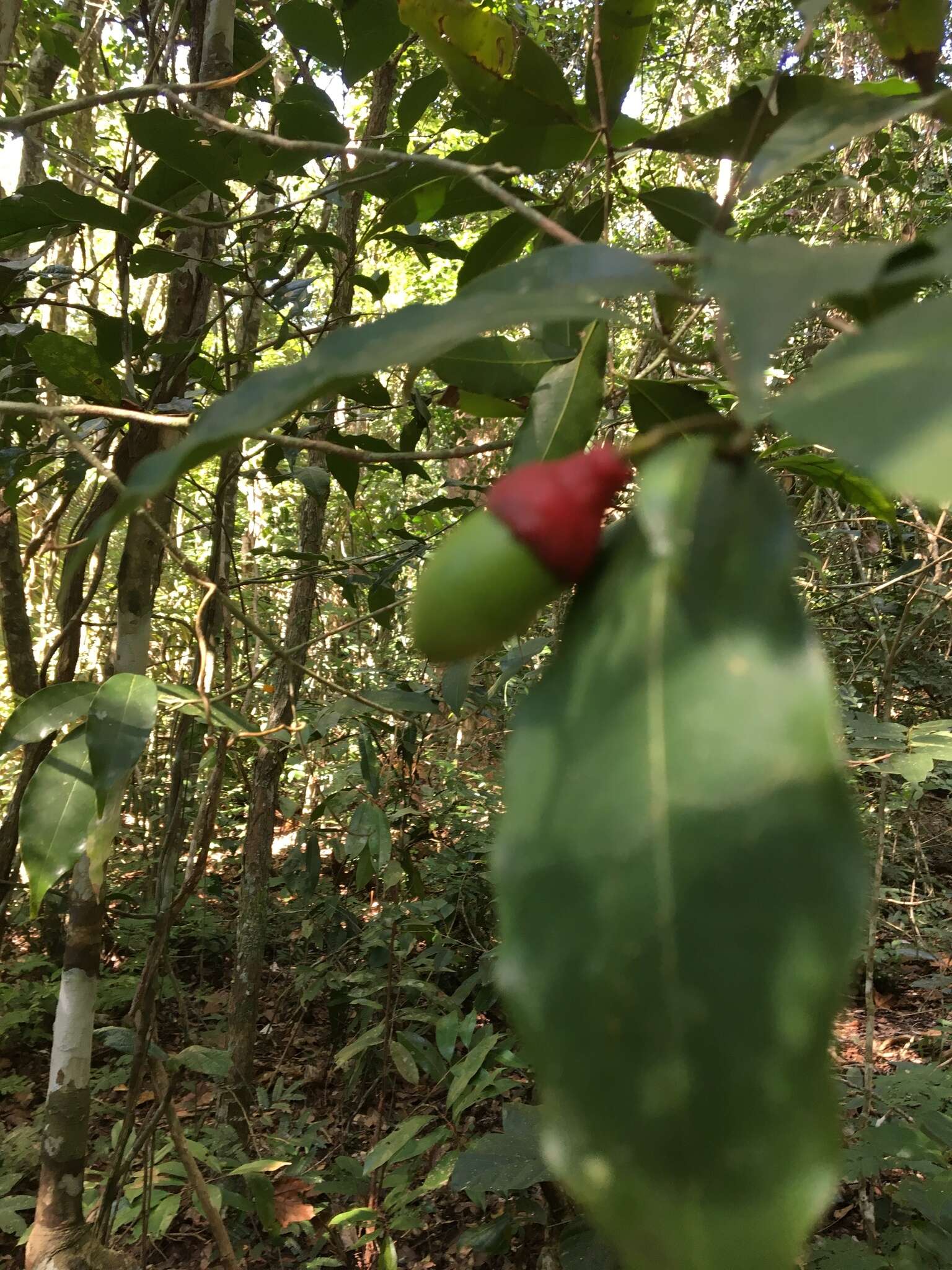 Image of Ocotea ciliata L. C. S. Assis & Mello-Silva