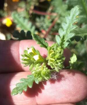 Image of shortlobe phacelia