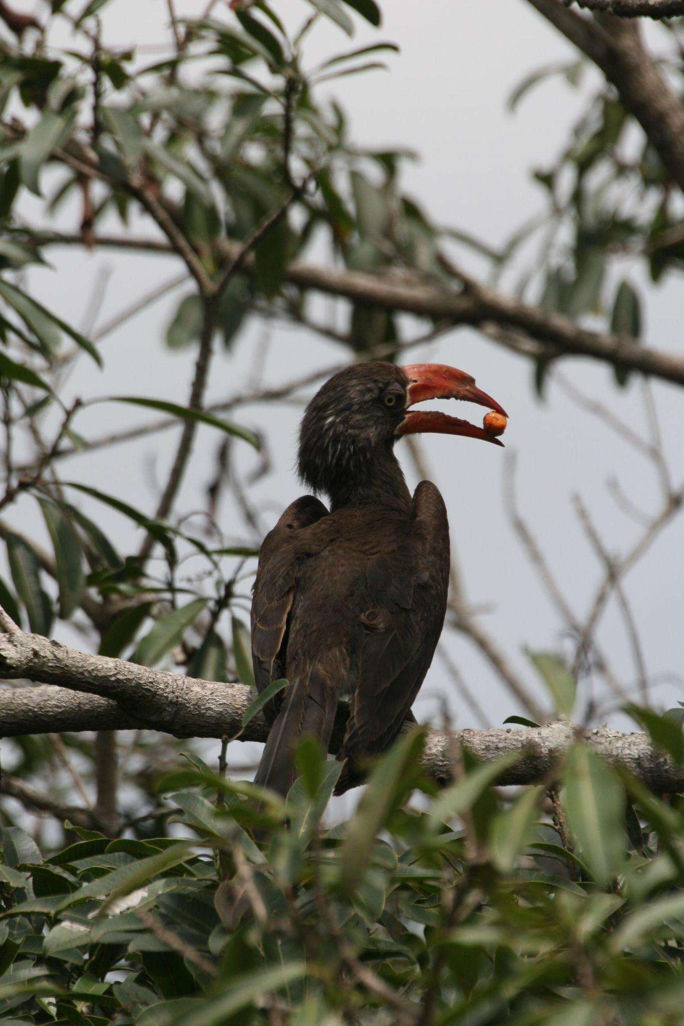 Image of Crowned Hornbill