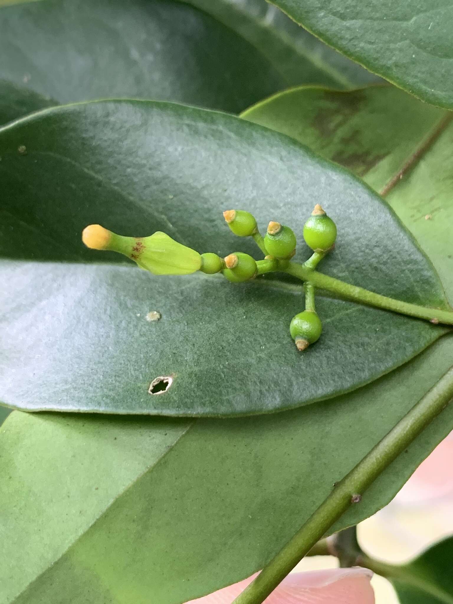 Слика од Macrosolen cochinchinensis (Lour.) van Tiegh.