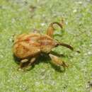 Image of Cionopsis lineola Burke 1981