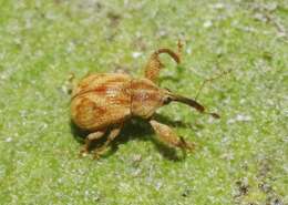 Image of Cionopsis lineola Burke 1981