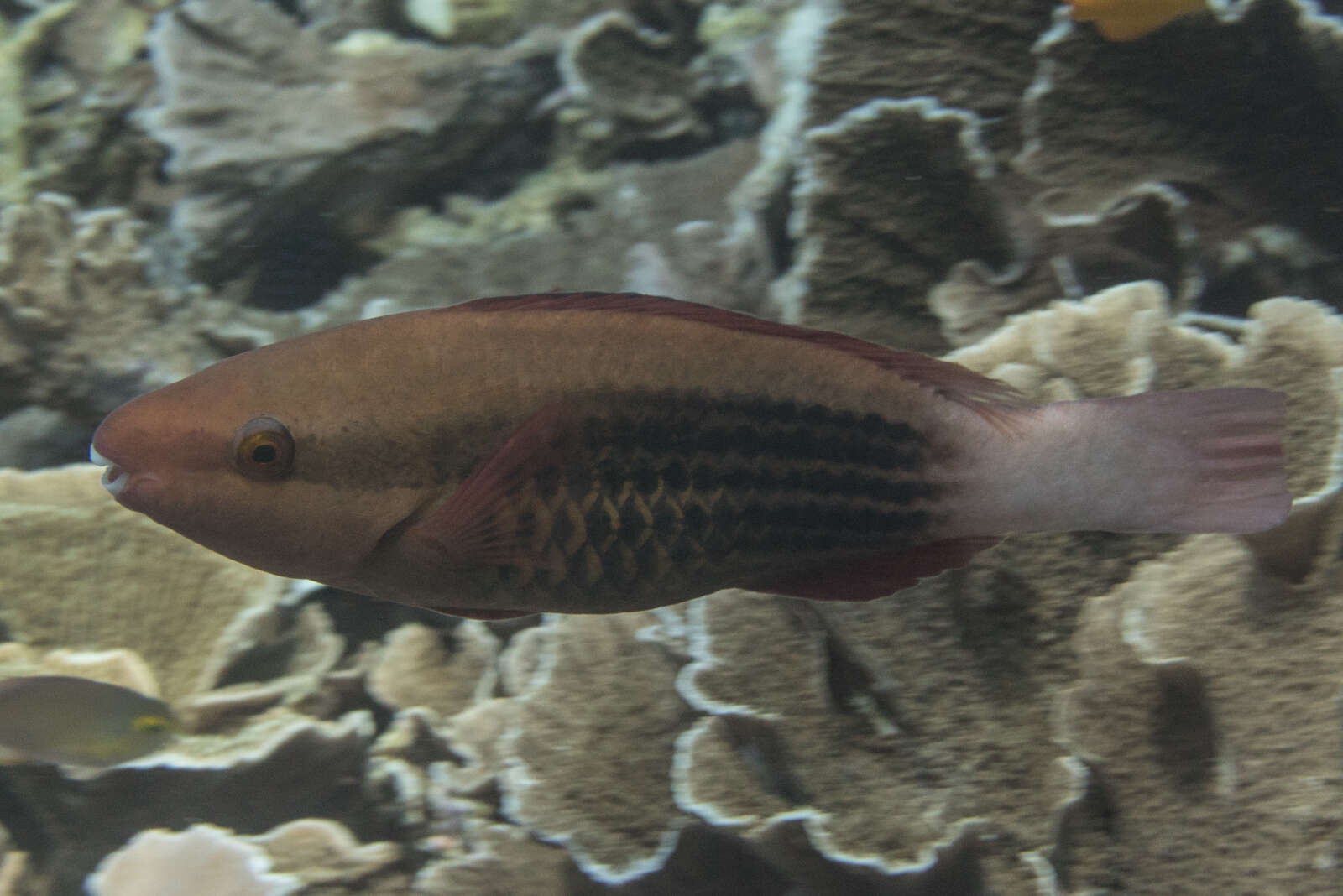 Image of Bridled Parrotfish