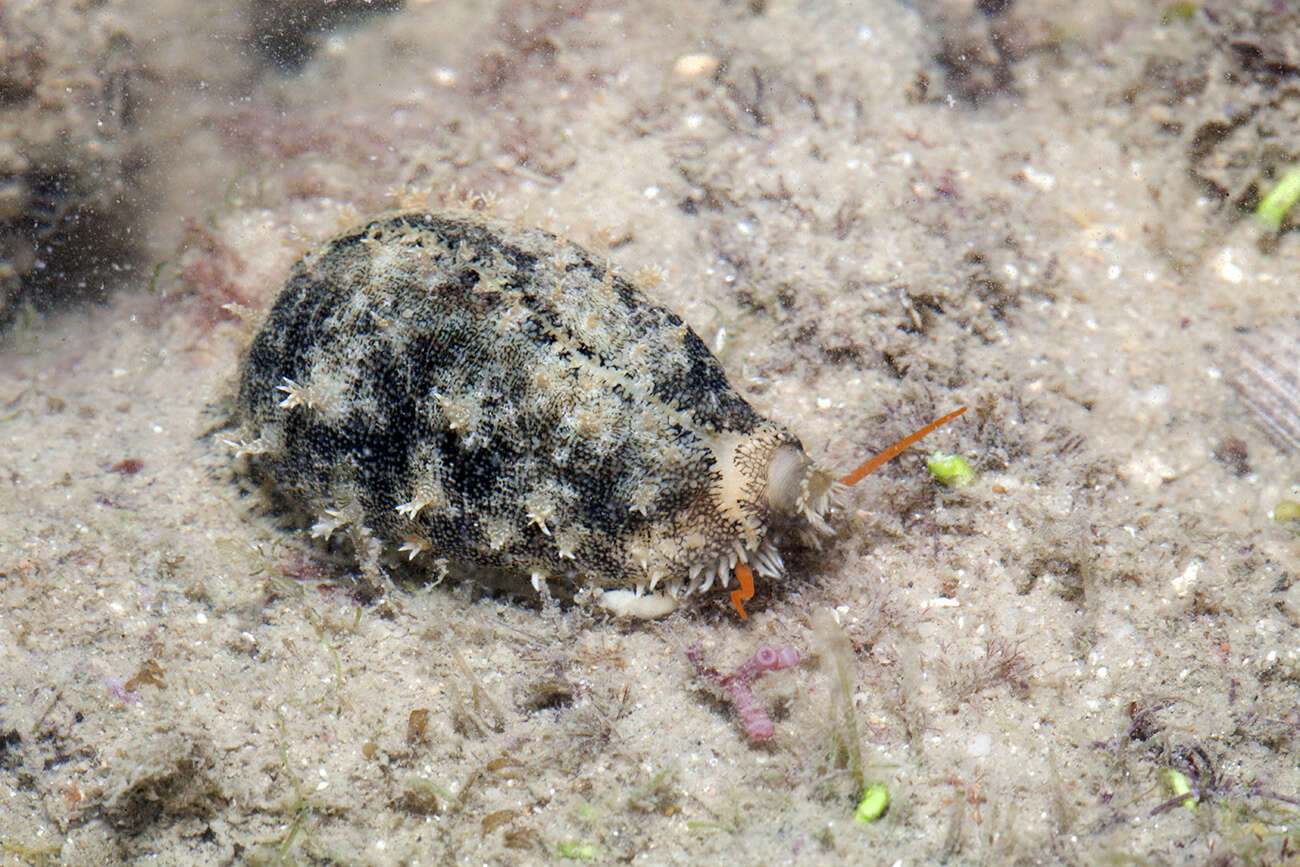 Image of mistaken cowrie