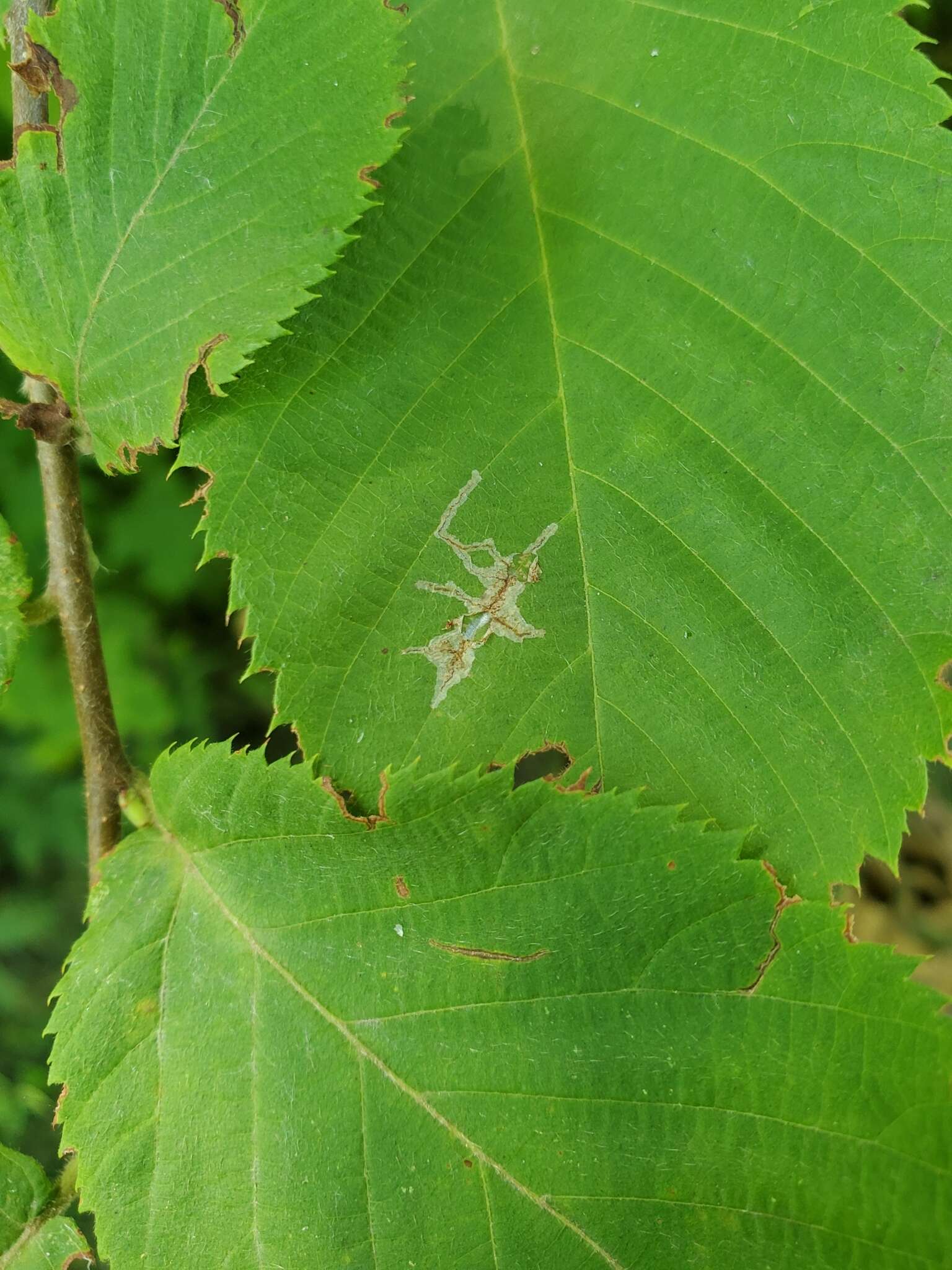 Imagem de Caloptilia ostryaeella (Chambers 1878)