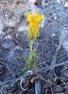 Image of Pteronia scabra Harv.