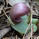 Plancia ëd Corybas dowlingii D. L. Jones