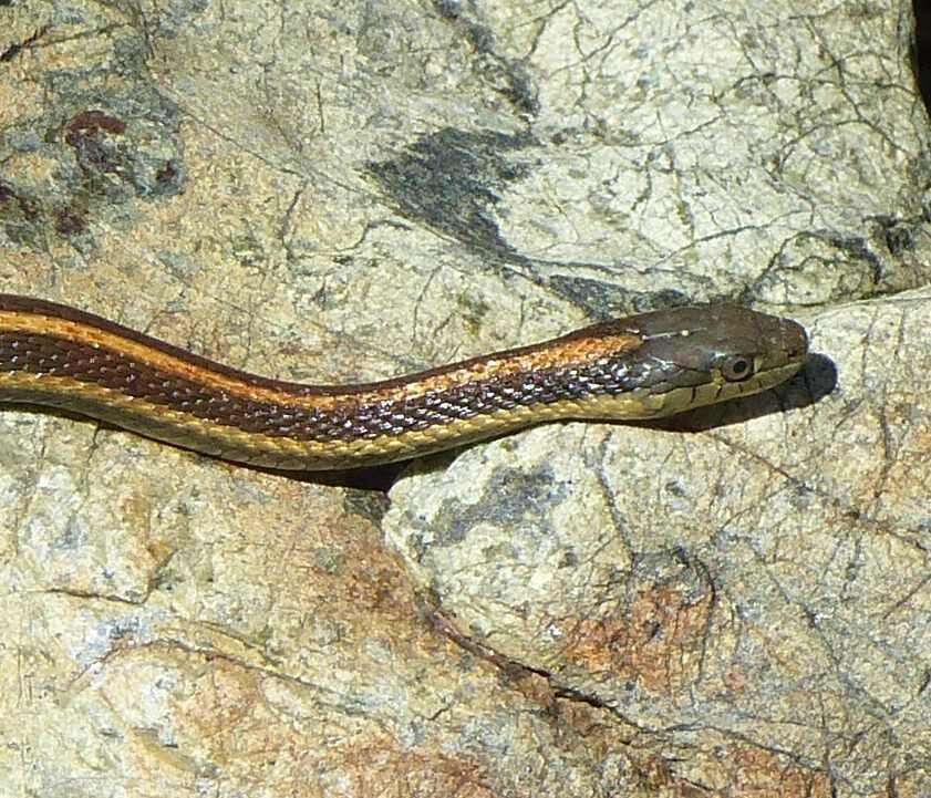 Image of Aquatic Gartersnake