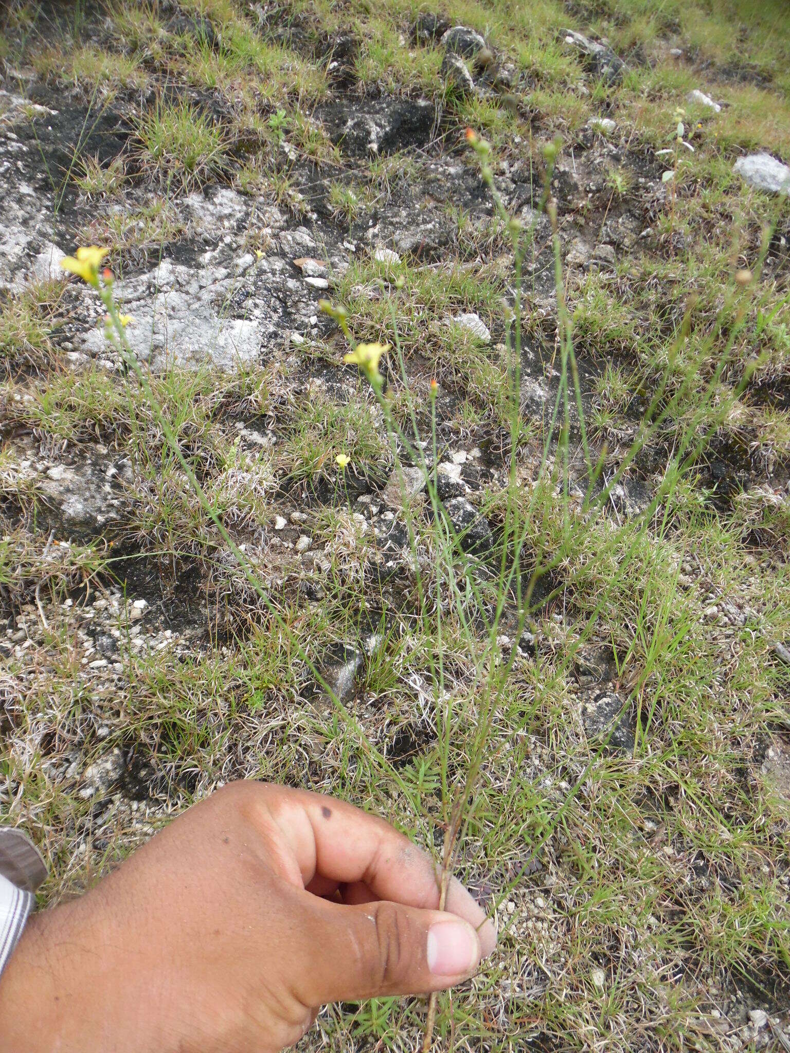 Image of rock flax