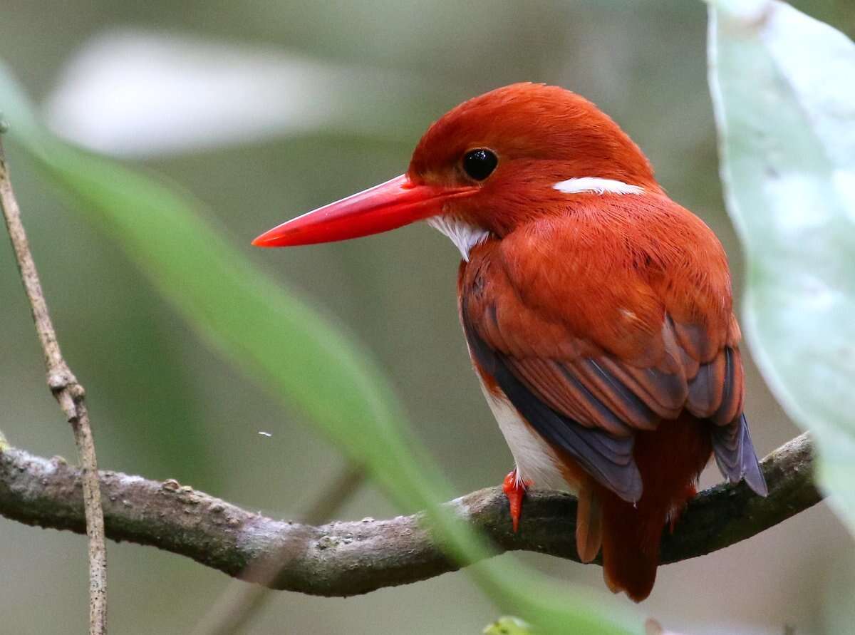 صورة Corythornis madagascariensis (Linnaeus 1766)