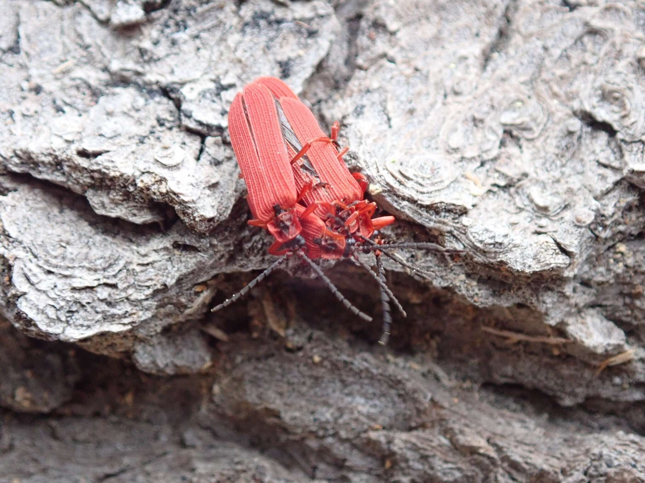 Слика од Dictyoptera simplicipes Mannerheim 1843