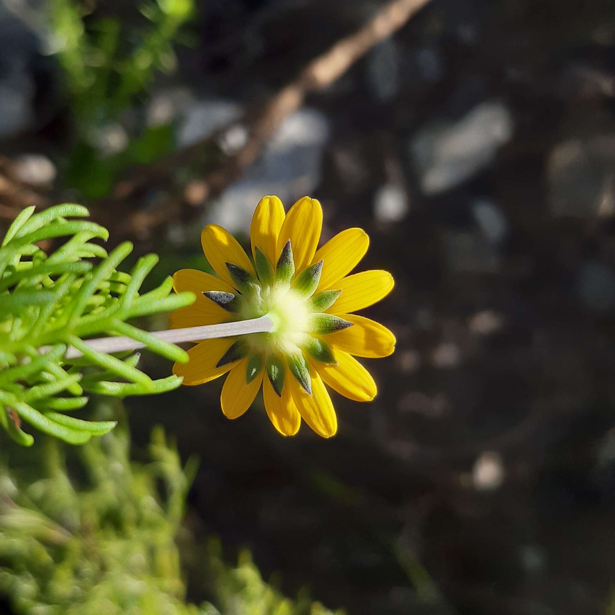 Image of Euryops pinnatipartitus (DC.) B. Nordenst.