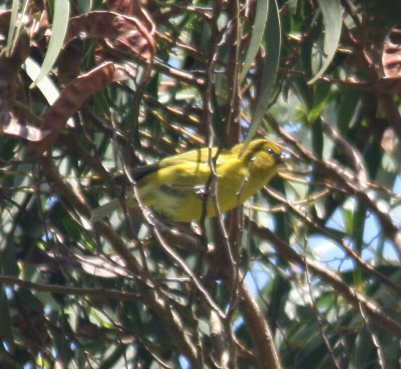 Image of Oahu Amakihi