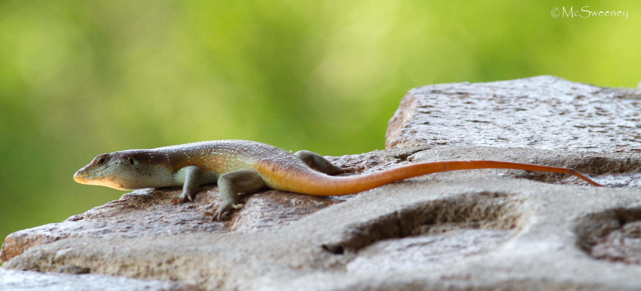 Image of Five-lined Skink