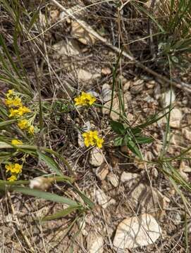 Image of Physaria arenosa (Richardson) O'Kane & Al-Shehbaz