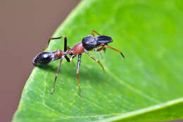 Myrmarachne melanocephala MacLeay 1839 resmi