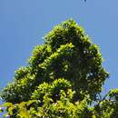 Image of Vochysia guatemalensis J. D. Smith