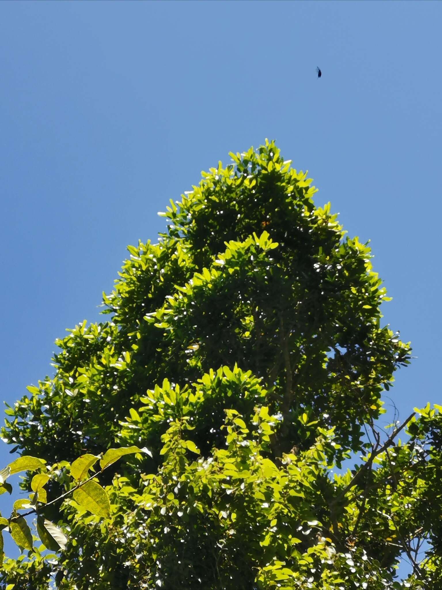 Слика од Vochysia guatemalensis J. D. Smith