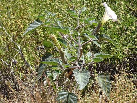 Imagem de Datura wrightii Hort. ex Regel