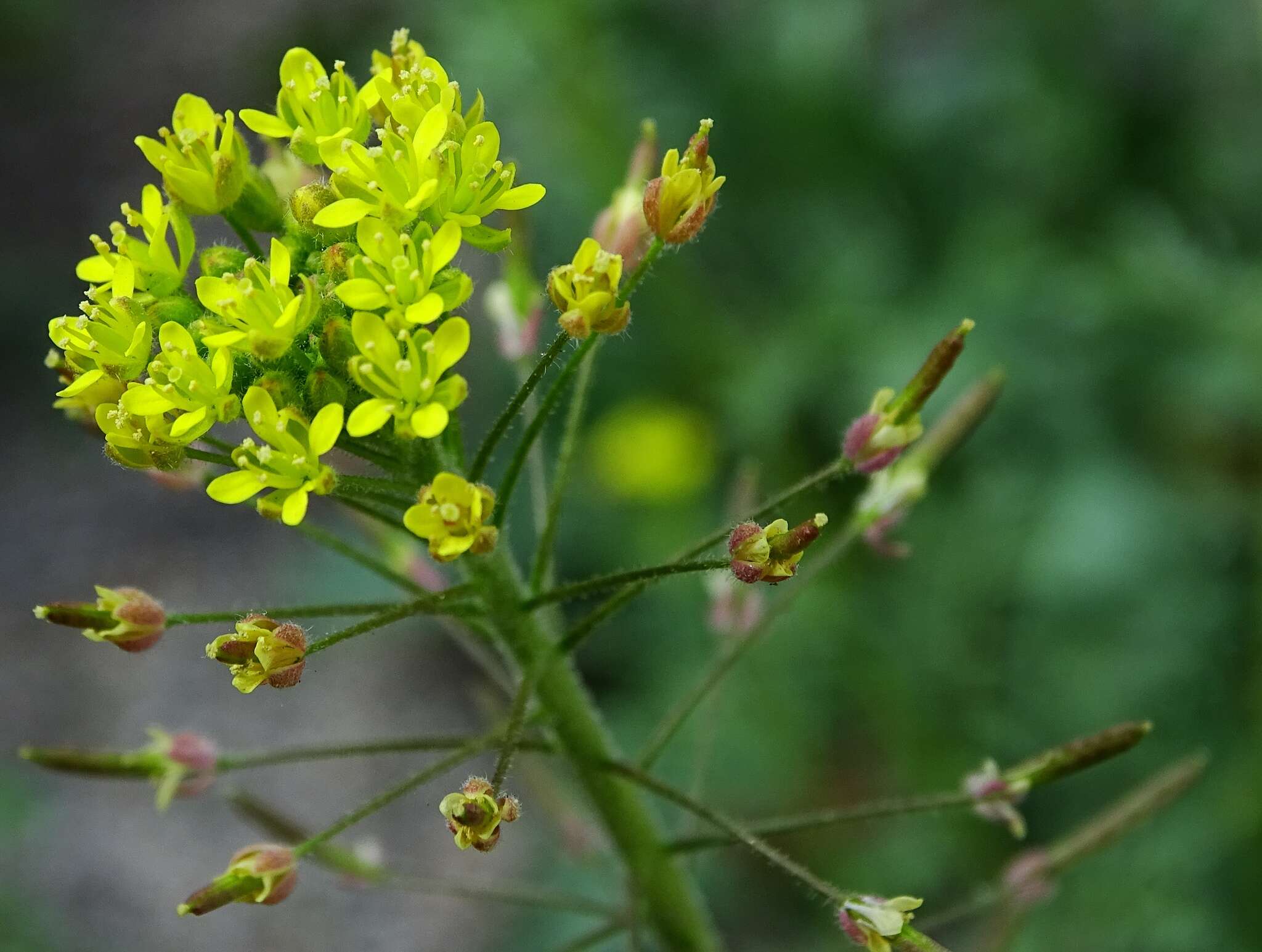 Image of western tansymustard