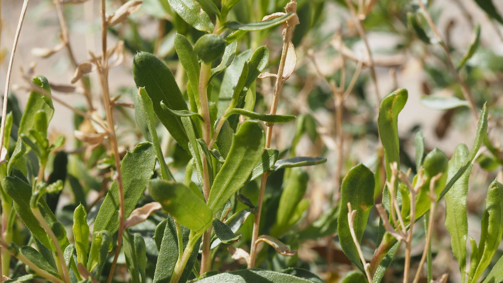 Image of alkali goldenbush