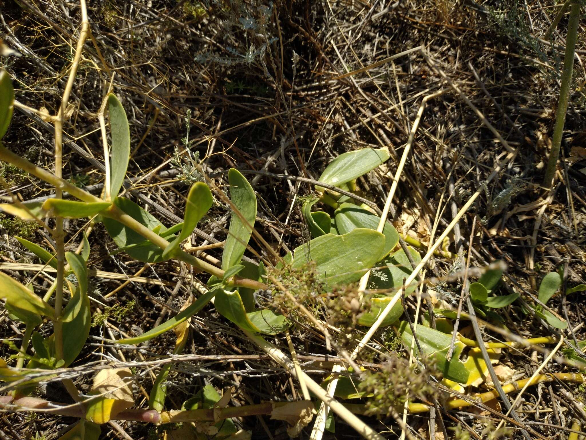 Слика од Gypsophila perfoliata L.