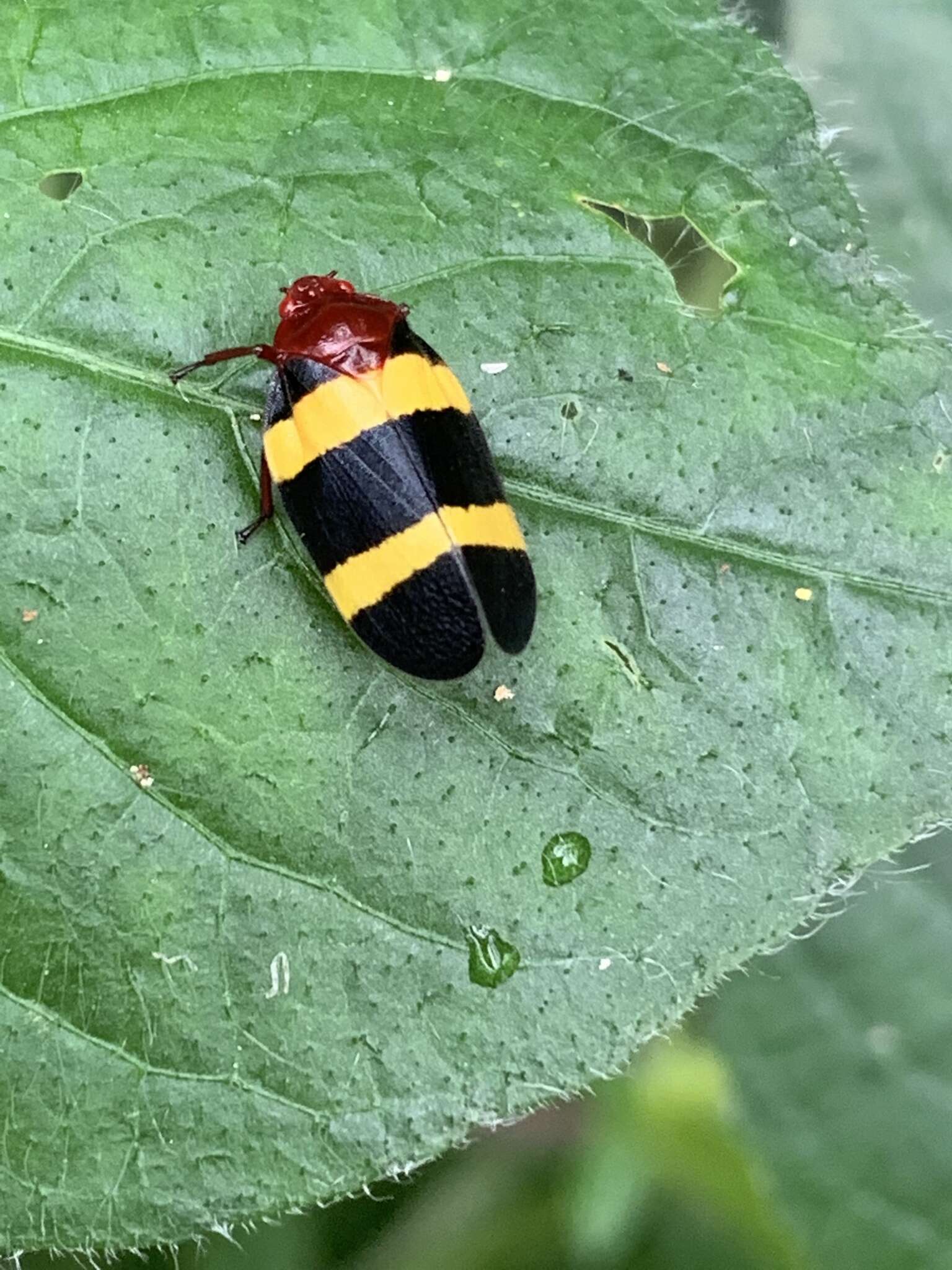 Image of Sphenorhina rubra (Linné 1758)