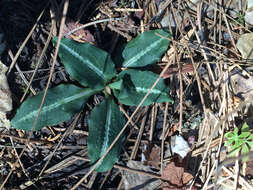 Image of Giant Rattlesnake-plantain