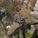 Image of Steirastoma coenosum Bates 1862