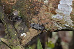 Image of Steirastoma coenosum Bates 1862