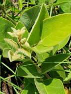 Image of velvetleaf ticktrefoil