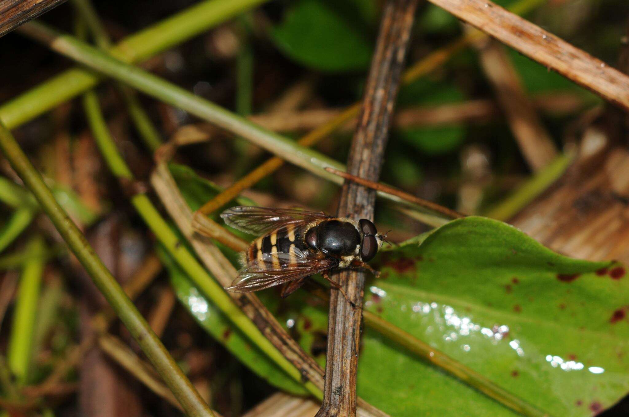 Image of Sericomyia silentis (Harris 1776)