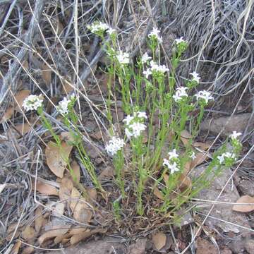 Image of diamond-flowers