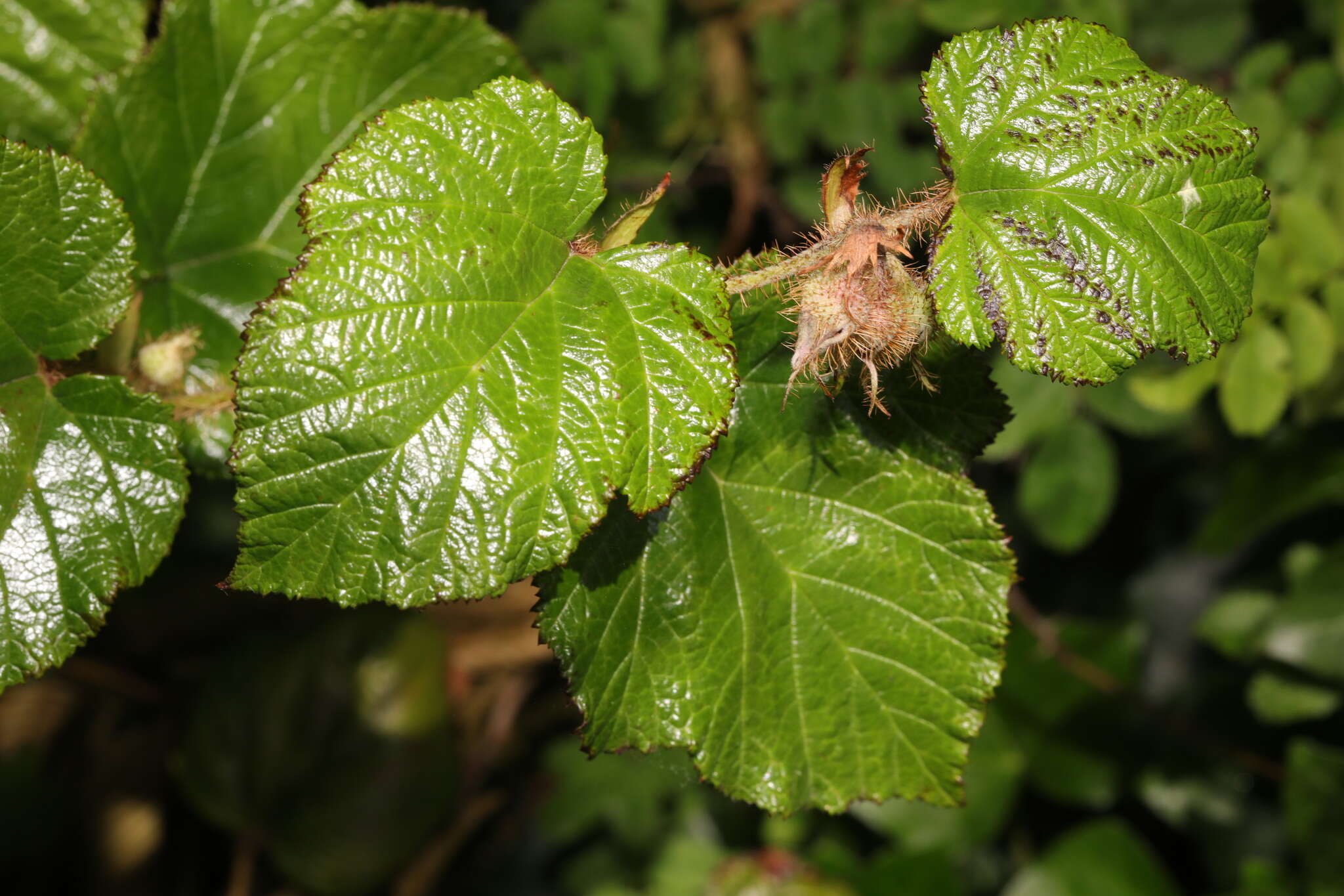 Image of Creeping Bramble