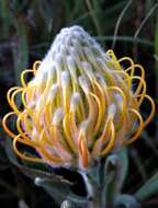 Image of Leucospermum gerrardii Stapf