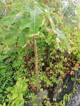 Image of Cnidoscolus megacanthus Breckon ex Fern. Casas