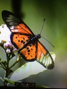 Image de Acraea strattipocles Oberthür 1893