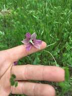 Image de Calochortus amoenus Greene