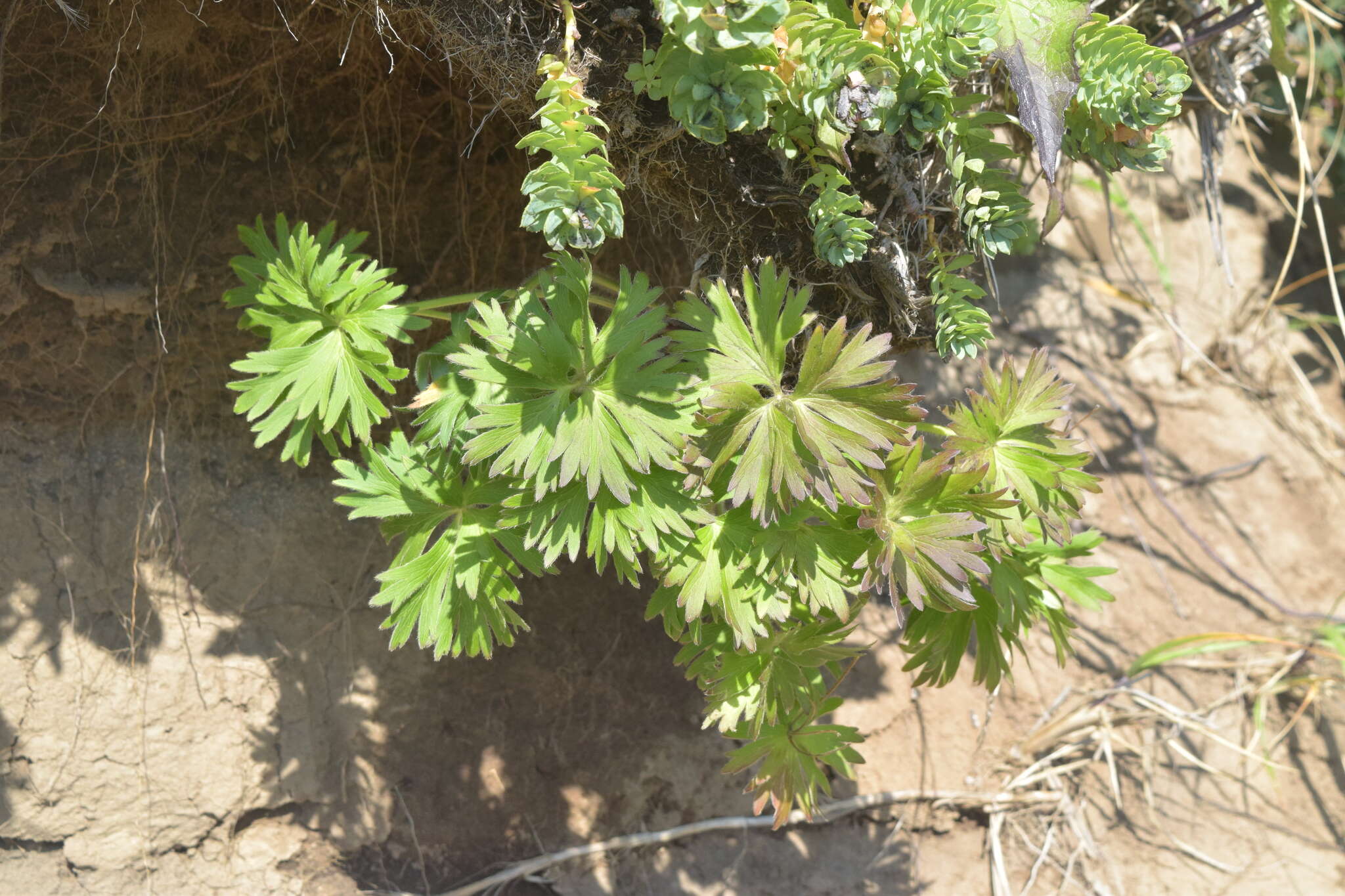 Image of narcissus anemone