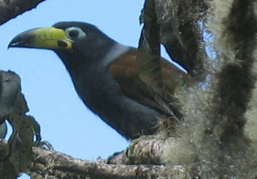 Andigena cucullata (Gould 1846) resmi