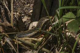 Image of Northern Spotted Skink